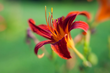 beautiful red flower petals closeup -depth of field