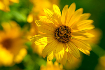 beautiful yellow flower petals closeup -depth of field
