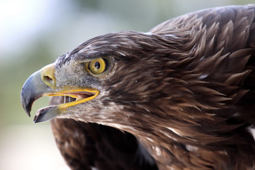 eagle portrait