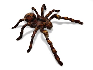 Spinne