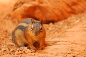 Squirrel in the desert