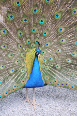 Obraz premium Pfau