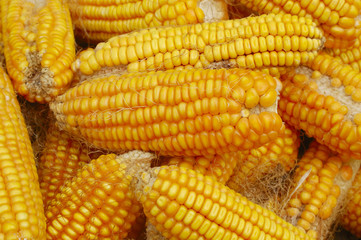 Maize cob