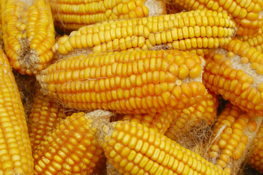 Maize cob