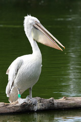 pélican frisé