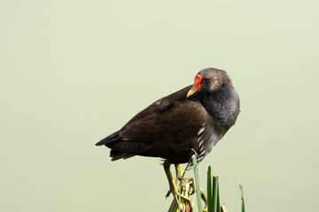 Gallinule poule d'eau-Gallinula chloropus