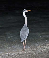 Maldivian Heron Hunts