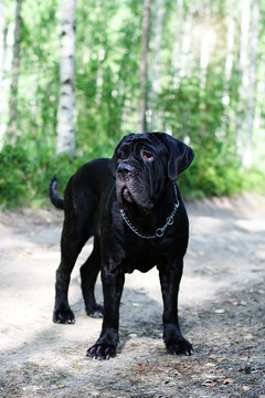 Black neapolitan hot sale mastiff