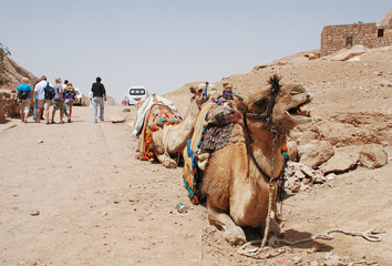 Camel Row