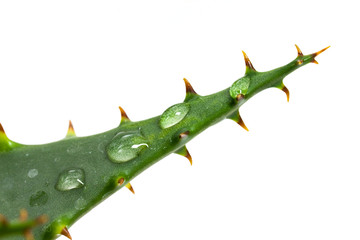 aloe vera mit tropfen - isoliert