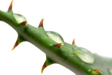 aloe vera mit tropfen - isoliert