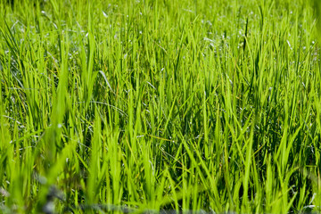 Macro view of green grass