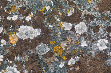 Weathered stone with yellow fungus. Abstract background.