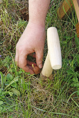Blumenzwiebel setzen