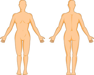 Female human anatomy front and back