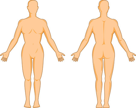 Female human anatomy front and back