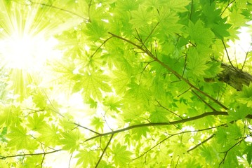 Panele Szklane Podświetlane  Zielone liście klonu z promieniami słońca