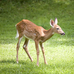 daylight fawn