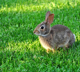 Cottontail Rabbit