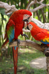 Playful parrots - 2