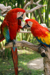 Playful parrots - 1