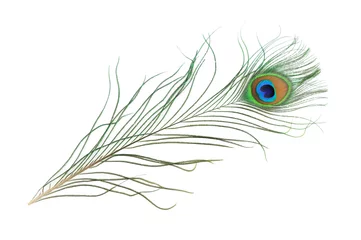 Fotobehang Peacock feather © Norman Chan