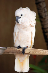 Pink cockatoo