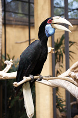 A hornbill