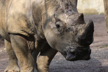 Obraz premium Breitmaulnashorn