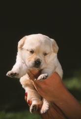 nouveau n&eacute; labrador retriever tenu entre des mains - adorable
