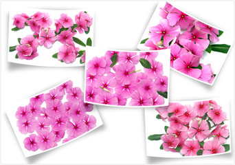 fleurs roses de penvenches sur des photos courbes