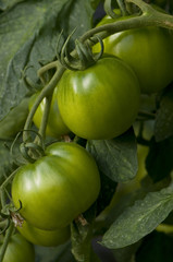 Tomates cultivées sous serres chez un maraicher.