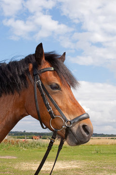 Beautifull Shetland pony