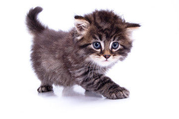 kitty