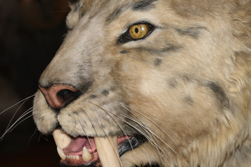 Sabre-tooth tiger