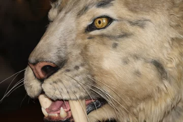 Crédence de cuisine en verre imprimé Tigre Sabre-tooth tiger