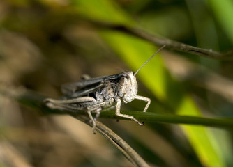 Fototapeta premium grasshopper