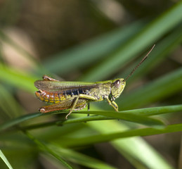 grasshopper