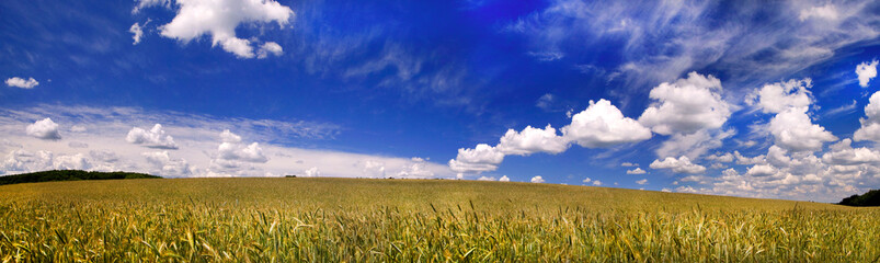 Beautiful panorama of wheat fields