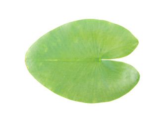 Lily leaf isolated on white