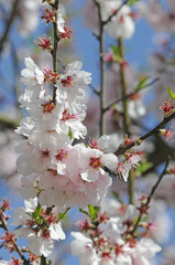 Blüten der Zierkirsche