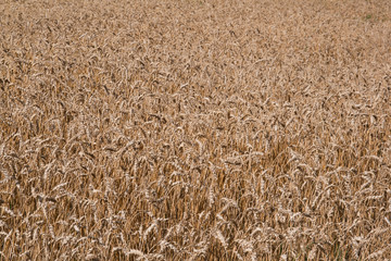 Wheat field close up view (horizontal, background)