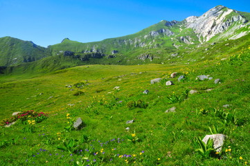 Fototapeta na wymiar Mountain meadow with many different flowers