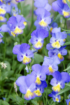 Violet