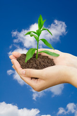 Plant in a hand