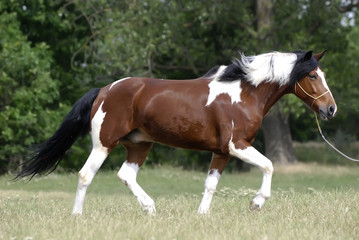 Young brown and white pony