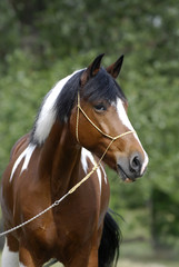 Obraz premium Young brown and white pony