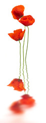 poppies and reflection on white - red poppy, floral design