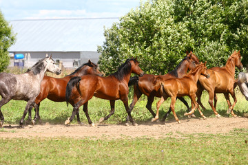 arabian horses herd