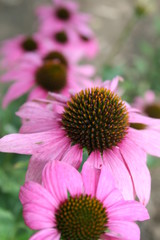 Echinacea